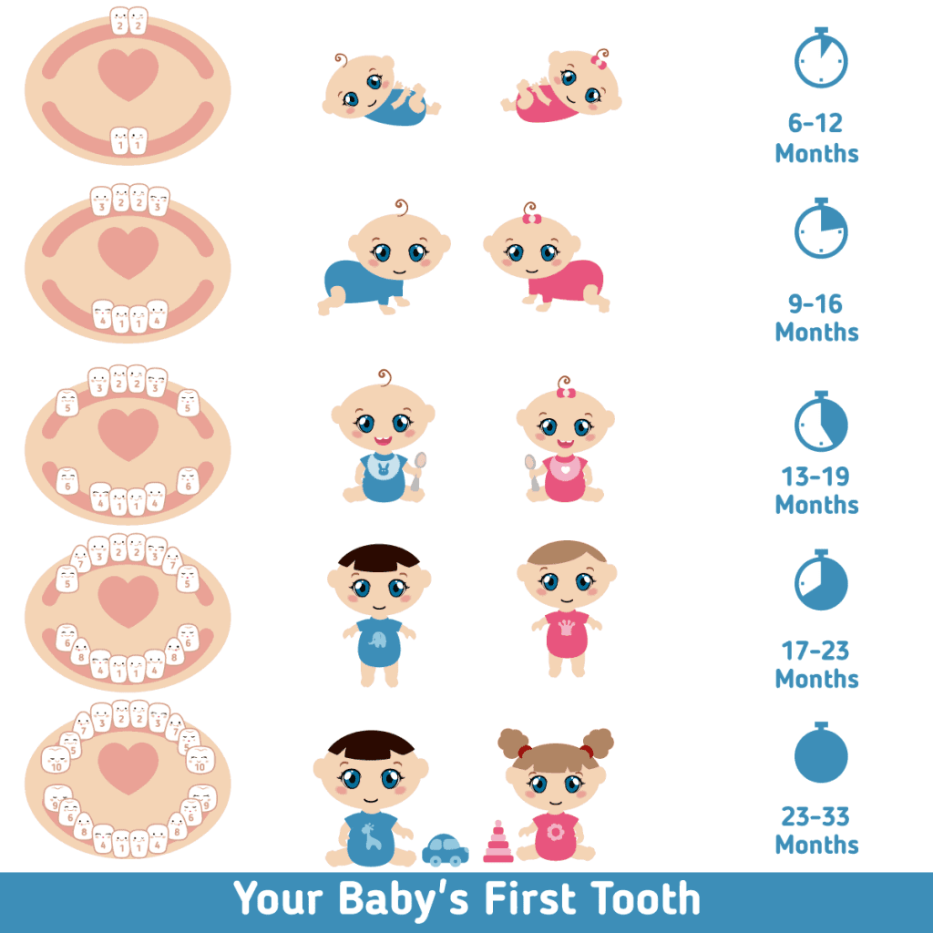 quy trình mọc răng của bé 1